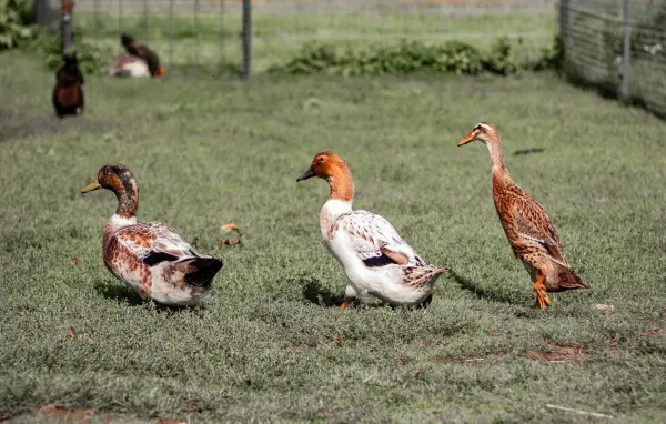 Bảo vệ vật nuôi khỏi sét đánh trên cánh đồng